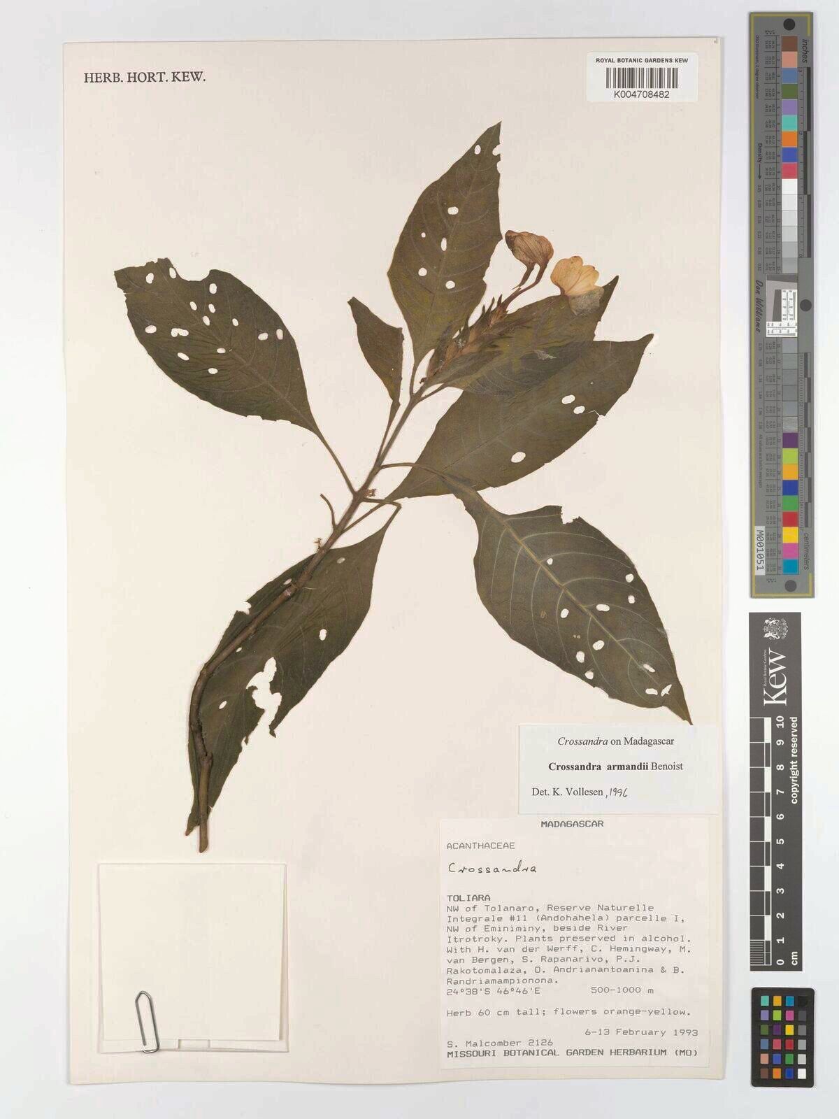 Crossandra armandii — related species from the same genus