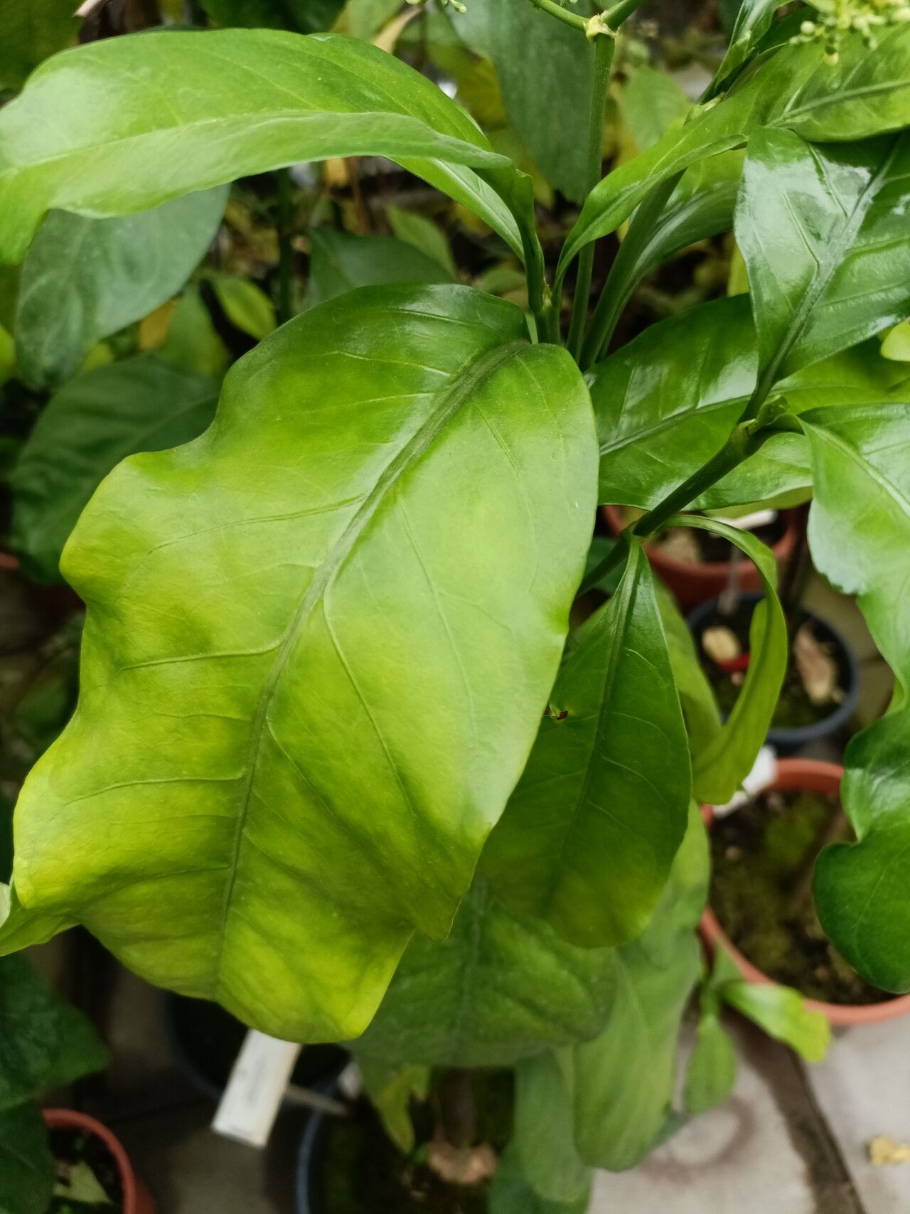 Psychotria calva — houseplant care guide