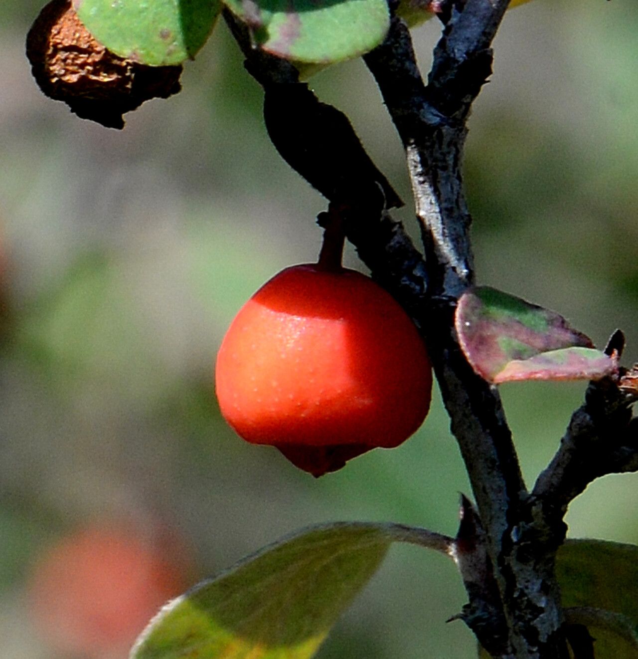 Cotoneaster uniflorus fruit
