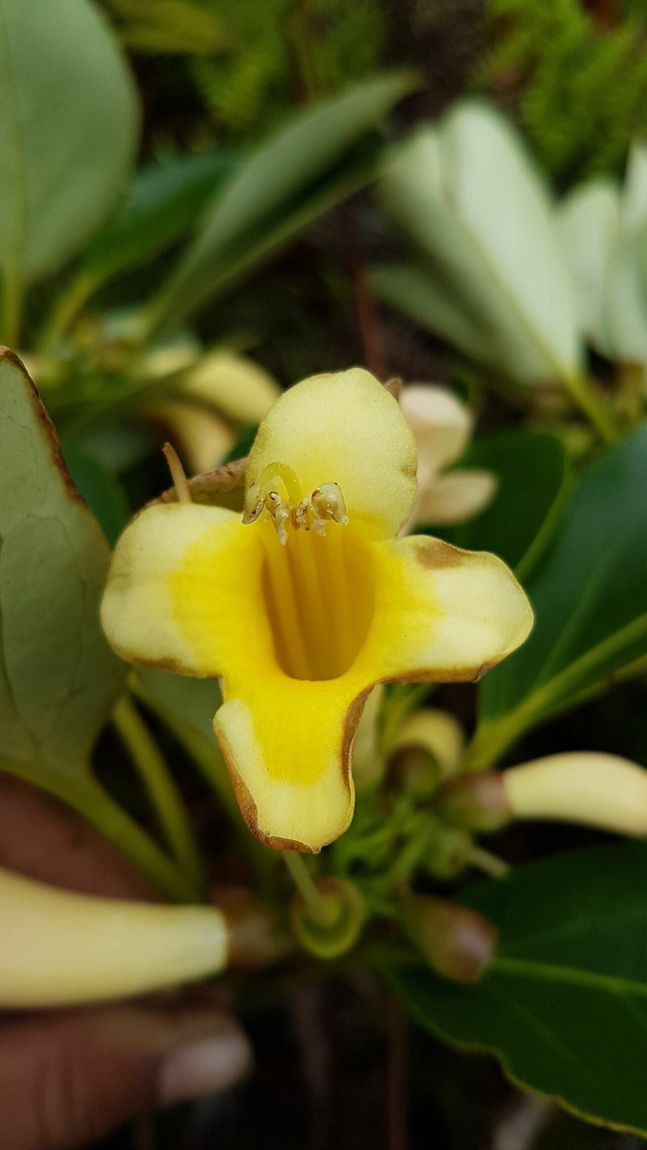 Gmelina magnifica flower