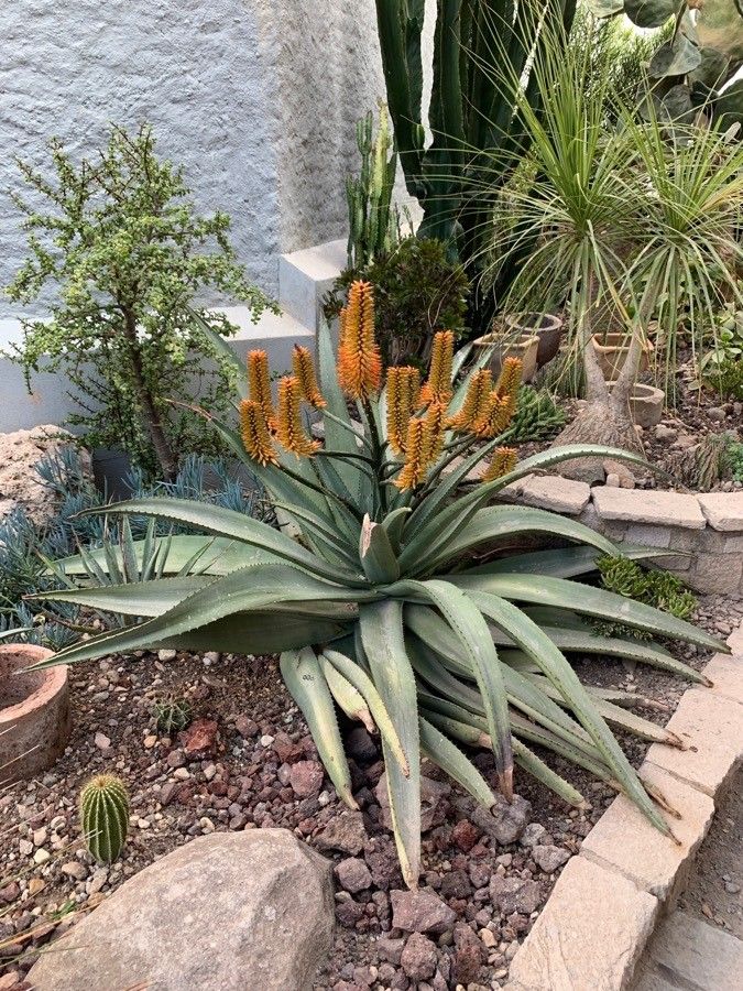 Aloe excelsa flower