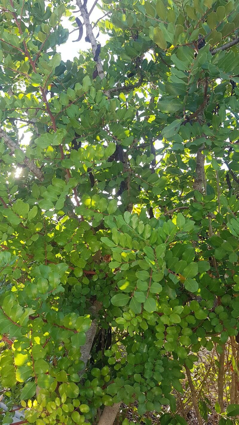 Entada phaseoloides leaf