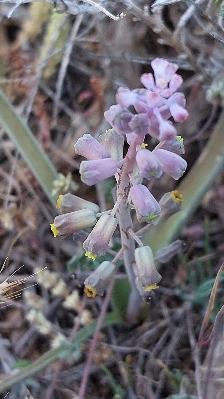 Muscari spreitzenhoferi flower