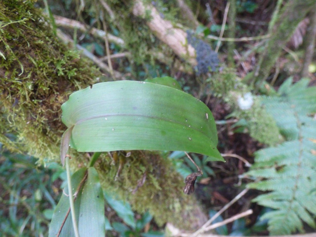 Polystachya cultriformis — houseplant care guide