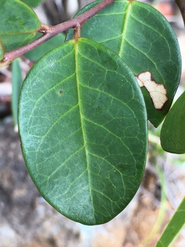 Phyllanthus cornutus — houseplant care guide