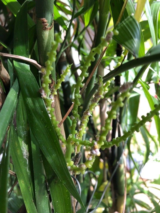 Hyospathe elegans flower