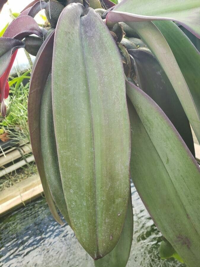 Bulbophyllum fletcherianum leaf