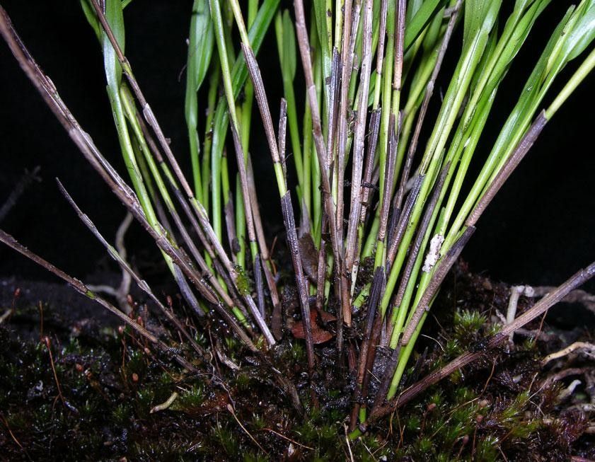 Elleanthus graminifolius — houseplant care guide