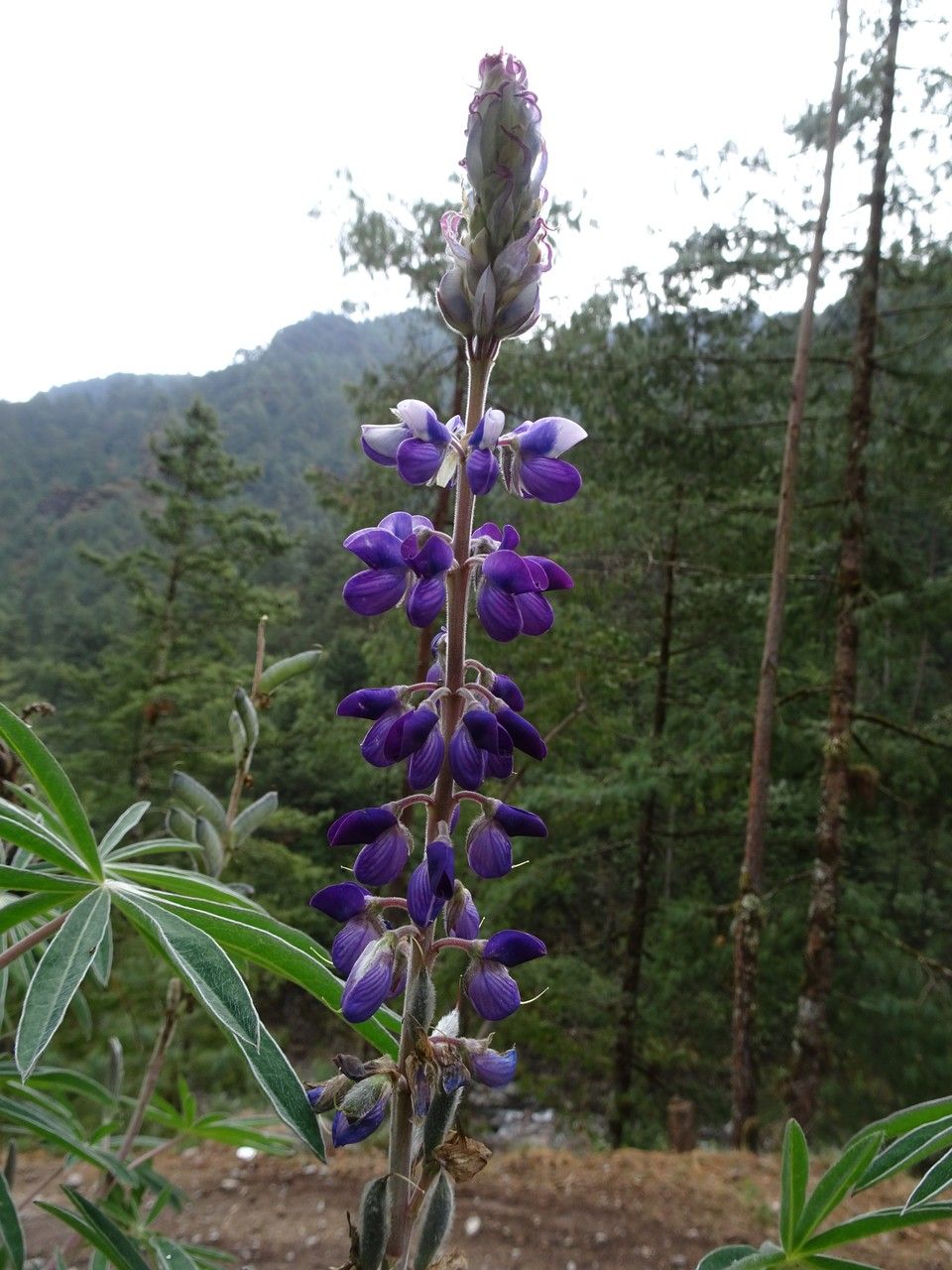 Lupinus montanus flower