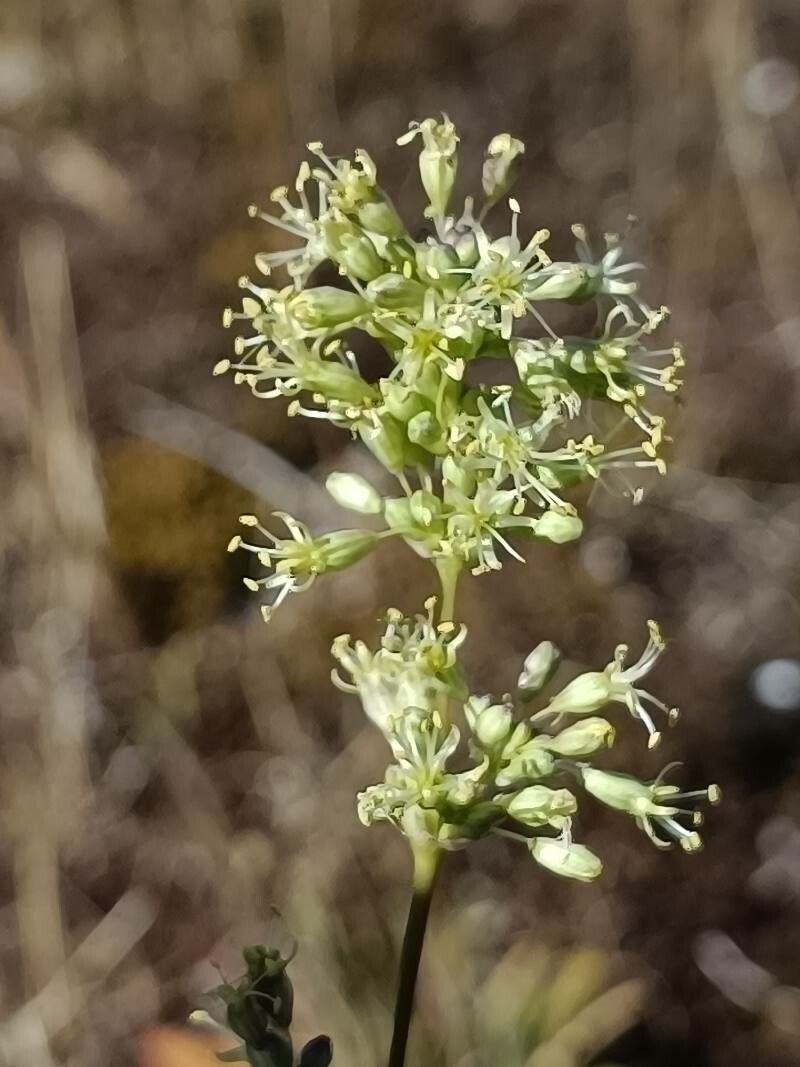 Silene otites flower