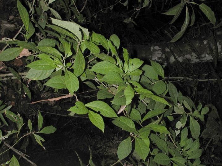 Hybanthus denticulatus habit