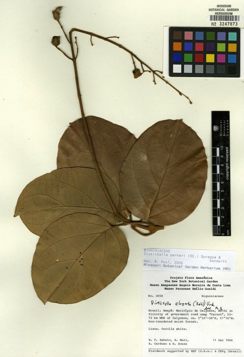 Amphilophium parkeri — houseplant care guide