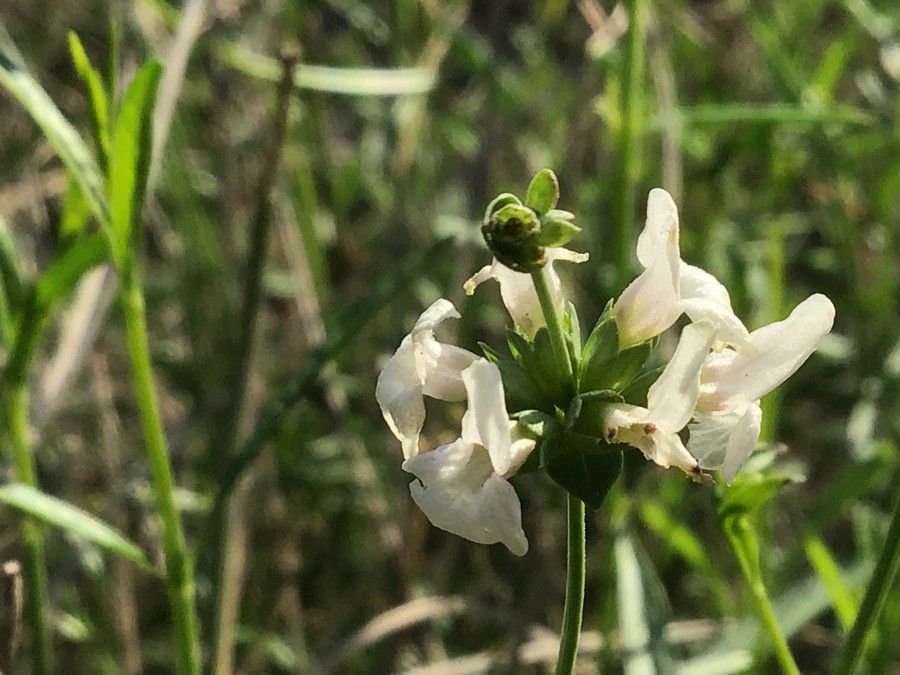 Sideritis glauca flower