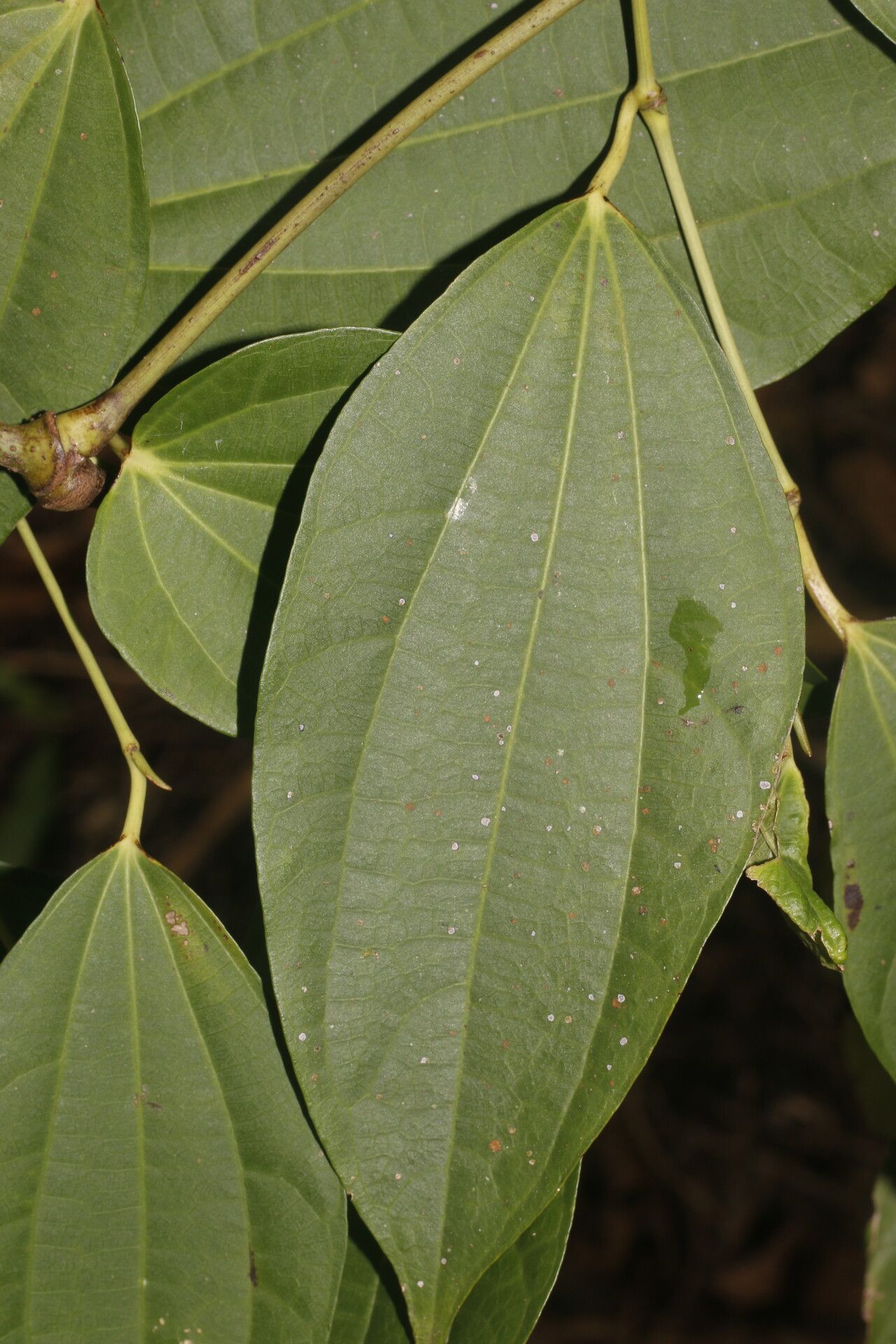 Piper dissimulans — houseplant care guide