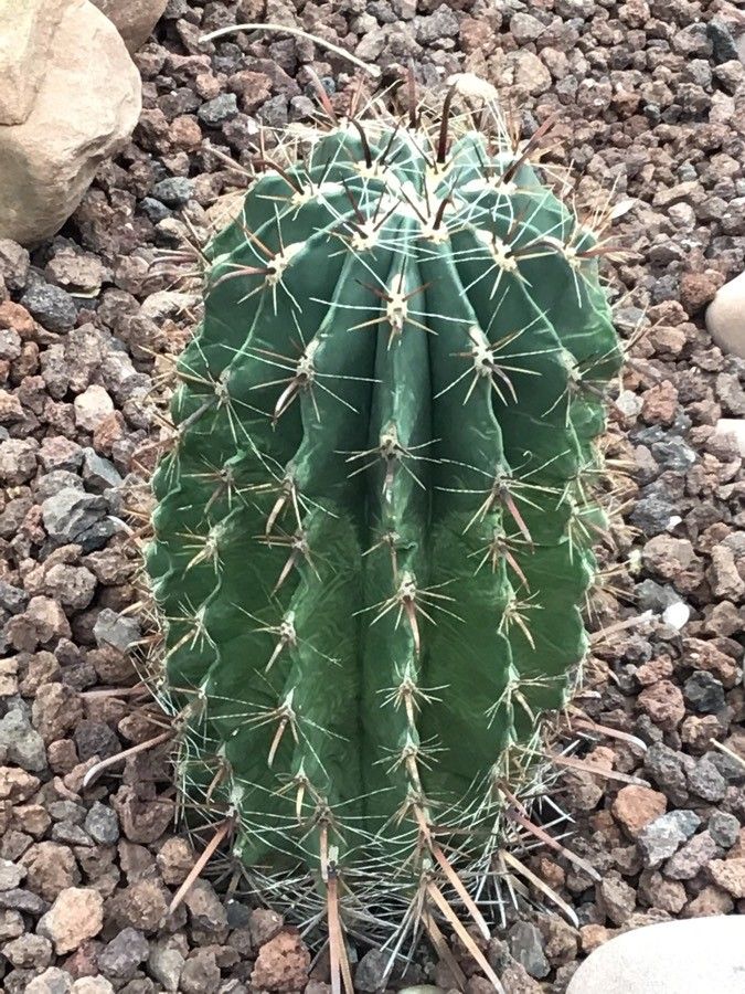 Ferocactus herrerae leaf