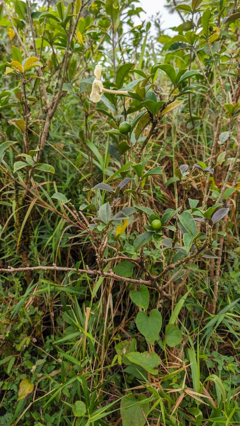 Brunfelsia lactea — houseplant care guide