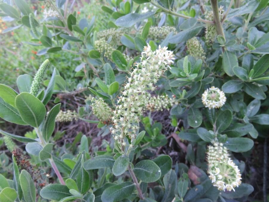Escallonia pulverulenta flower