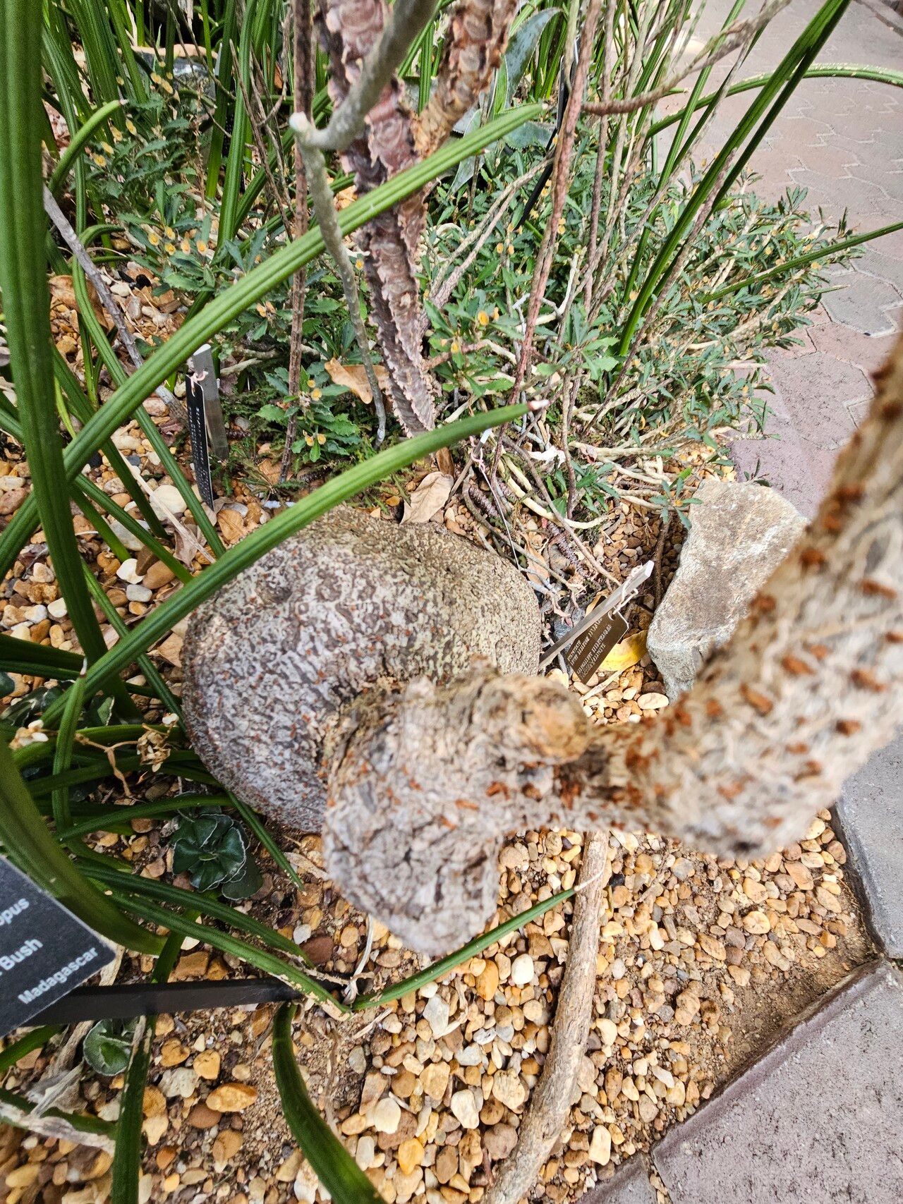 Cyphostemma elephantopus — search result for 'Cyphostemma'