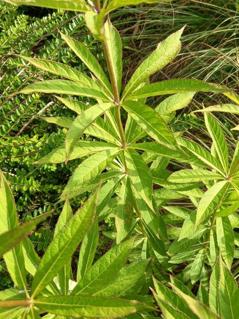 Veronicastrum sibiricum
