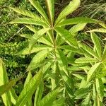 Veronicastrum sibiricum