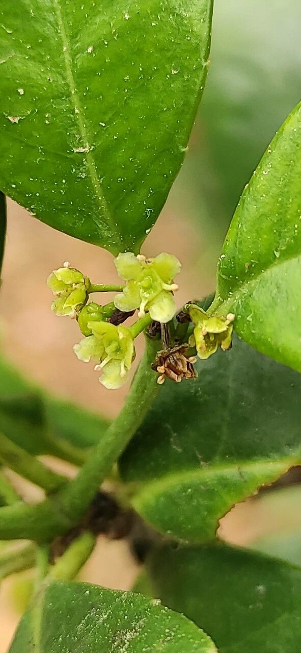 Cassine crocea flower