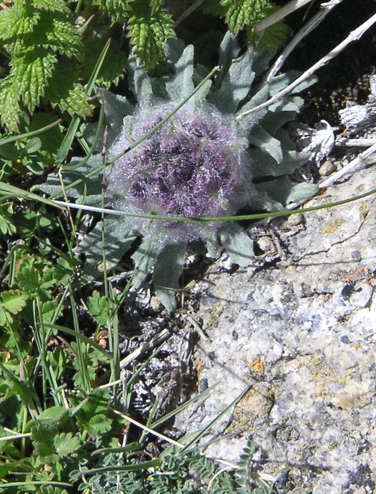 Saussurea glacialis — houseplant care guide