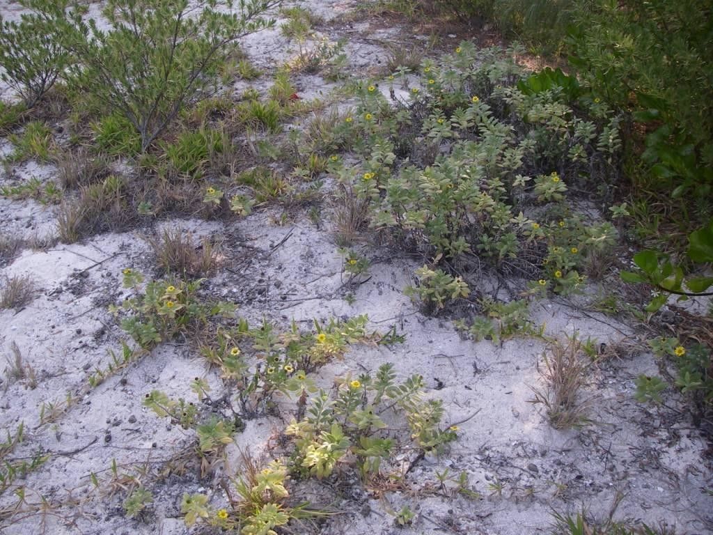 Wollastonia lifuana habit