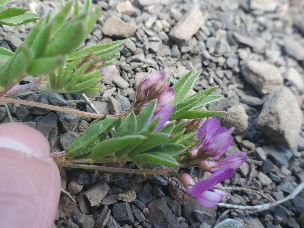 Astragalus leontinus — houseplant care guide