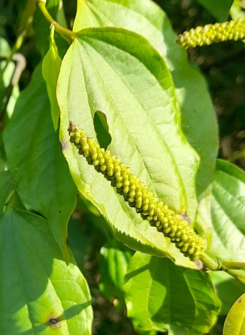 Piper hieronymi flower