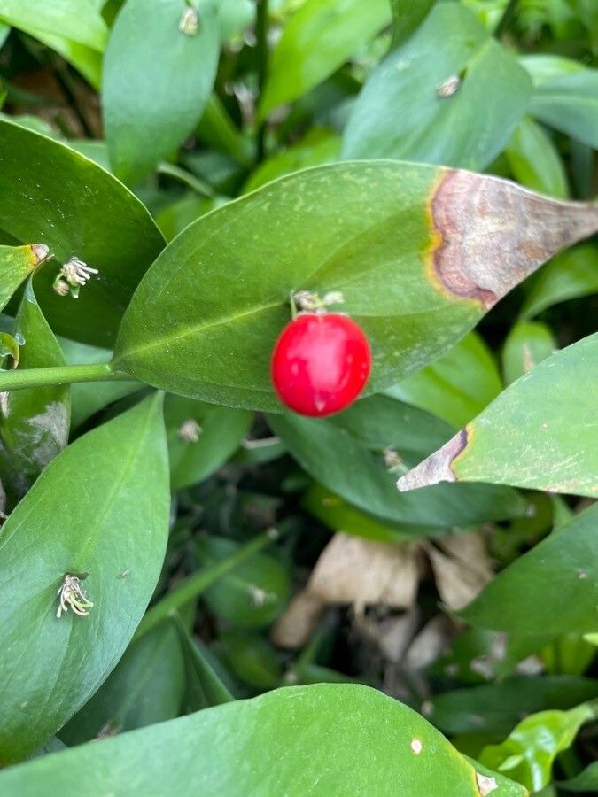 Ruscus hypophyllum fruit