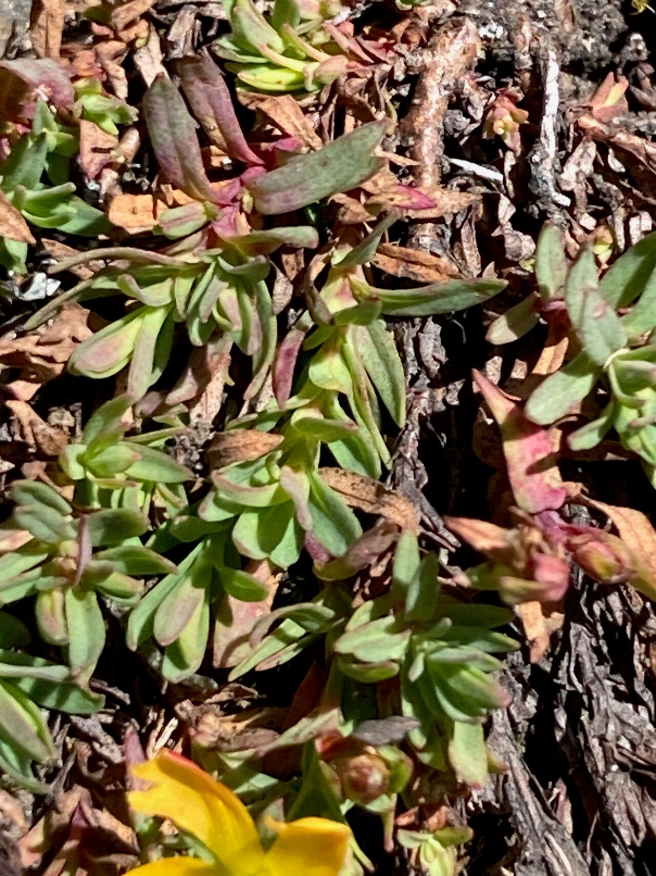 Hypericum brevistylum — houseplant care guide