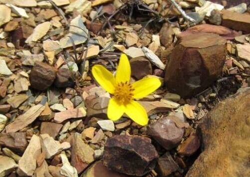 Bidens oligoflora flower