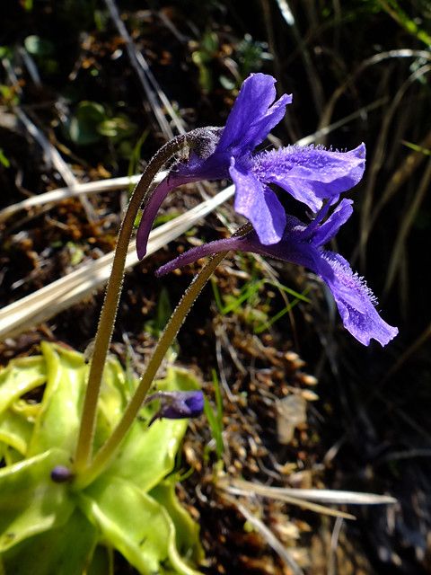 Pinguicula apuana flower