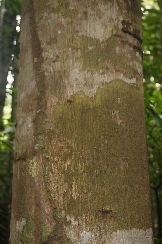 Thyrsodium guianense bark