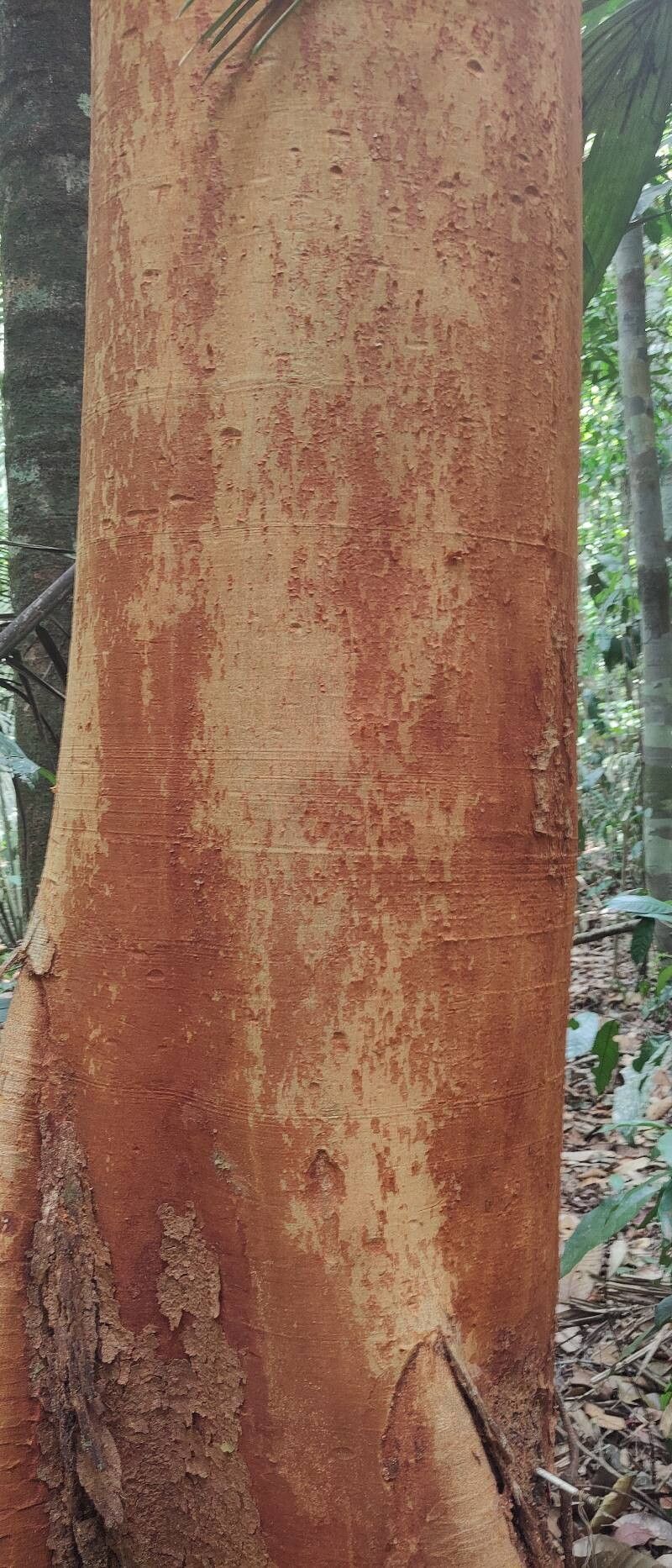 Peltogyne paniculata bark
