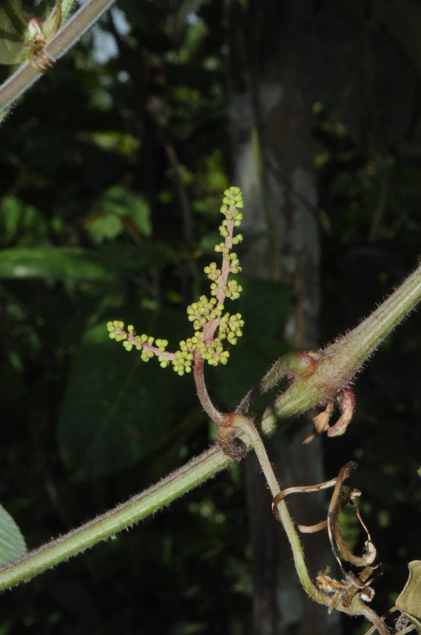 Ampelocissus barbata other