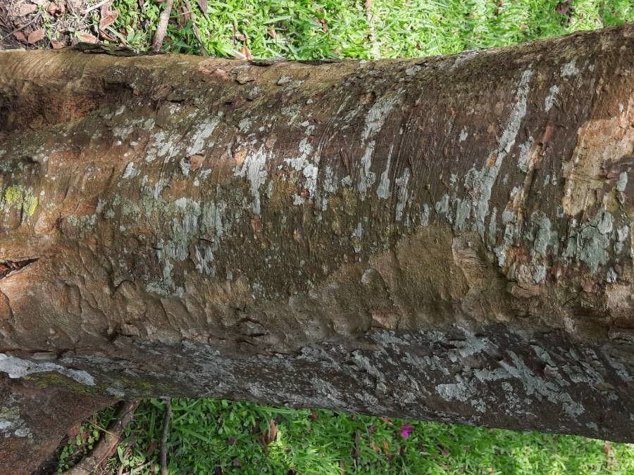 Astronium graveolens bark