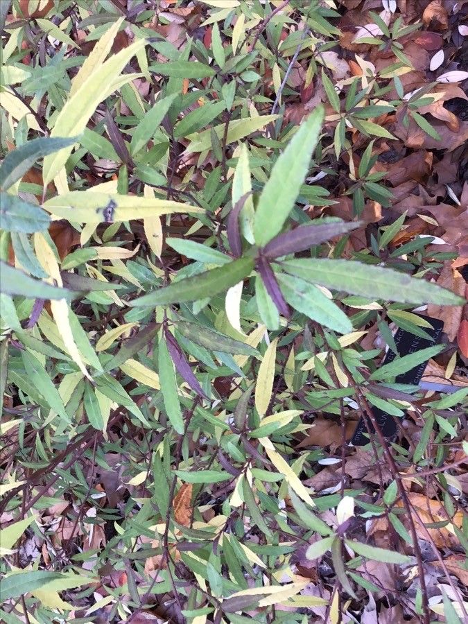 Helwingia chinensis — related species from the same genus