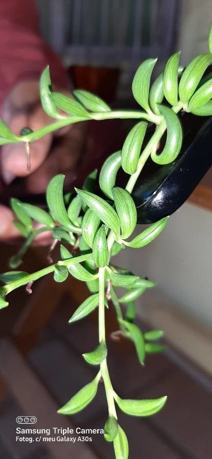 Senecio herreianus flower