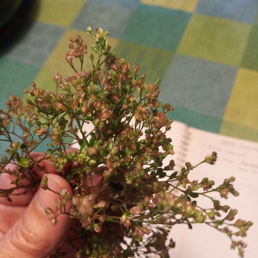 Polycarpon tetraphyllum — related species from the same genus