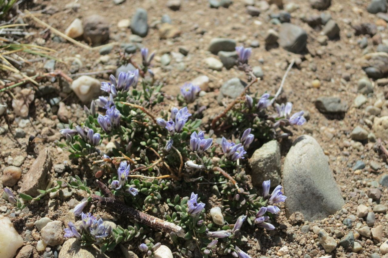 Polygala salasiana habit