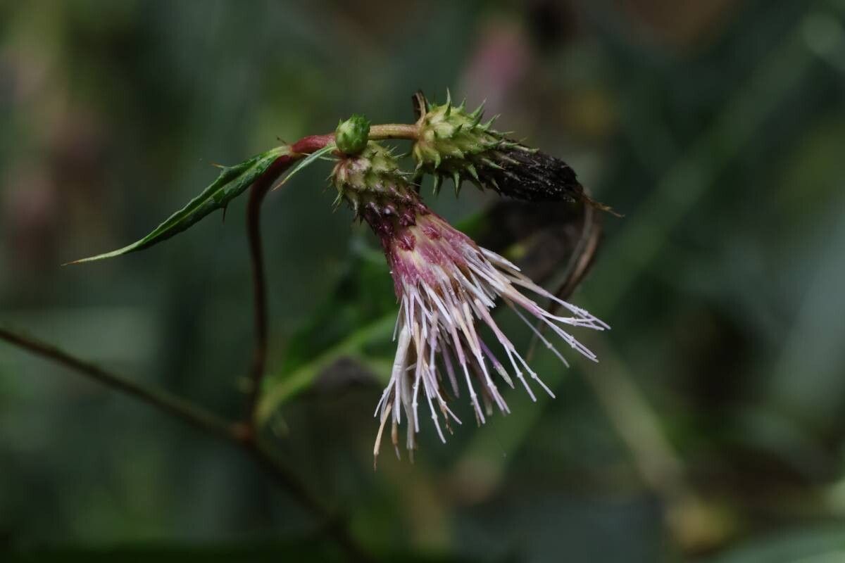 Cirsium hasunumae — search result for 'Cirsium'