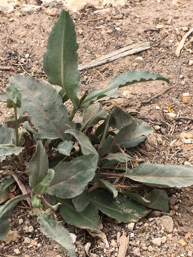 Penstemon eatonii — search result for 'Penstemon'