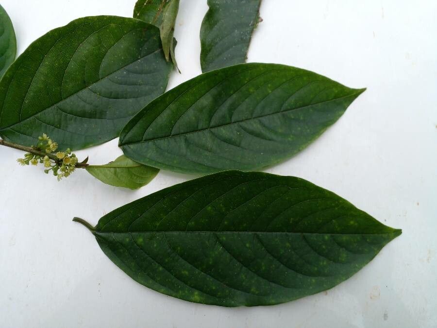 Colubrina spinosa — search result for 'Colubrina'