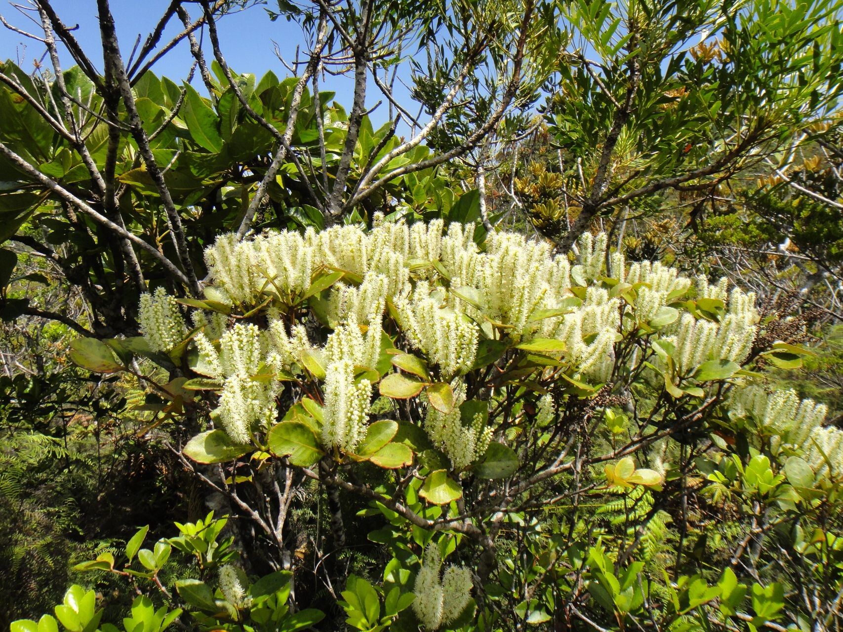 Pterophylla dichotoma habit