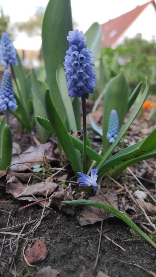 Pseudomuscari azureum habit