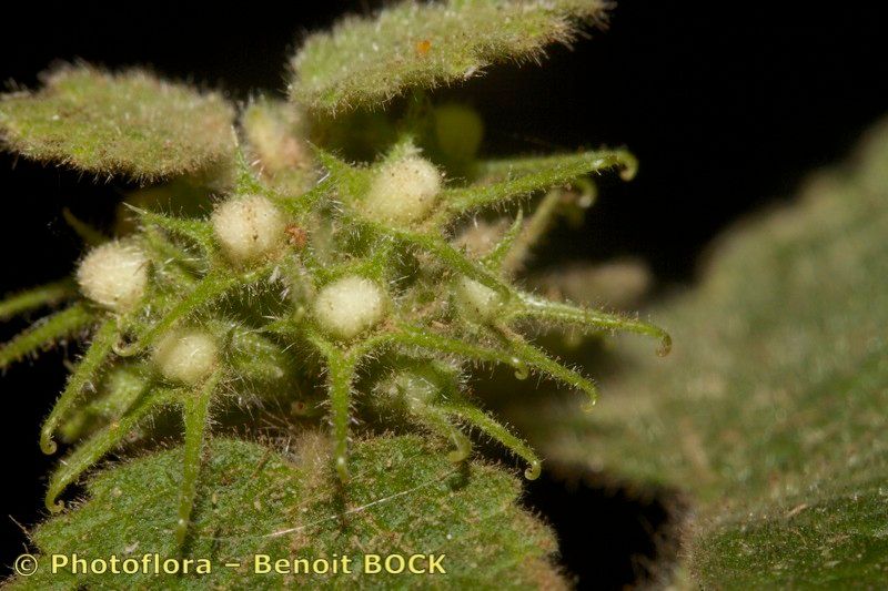 Marrubium echinatum — related species from the same genus