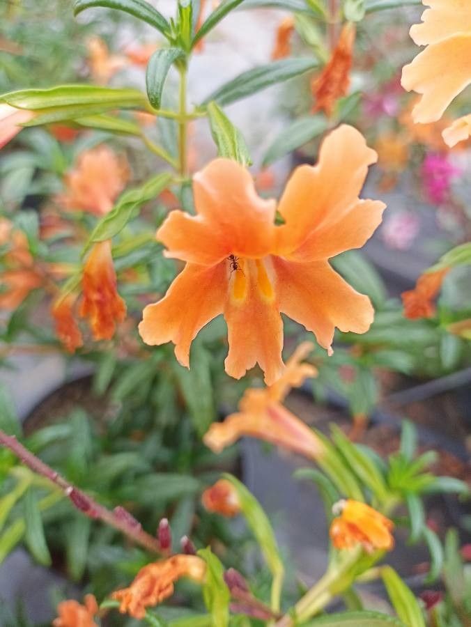 Diplacus aurantiacus flower