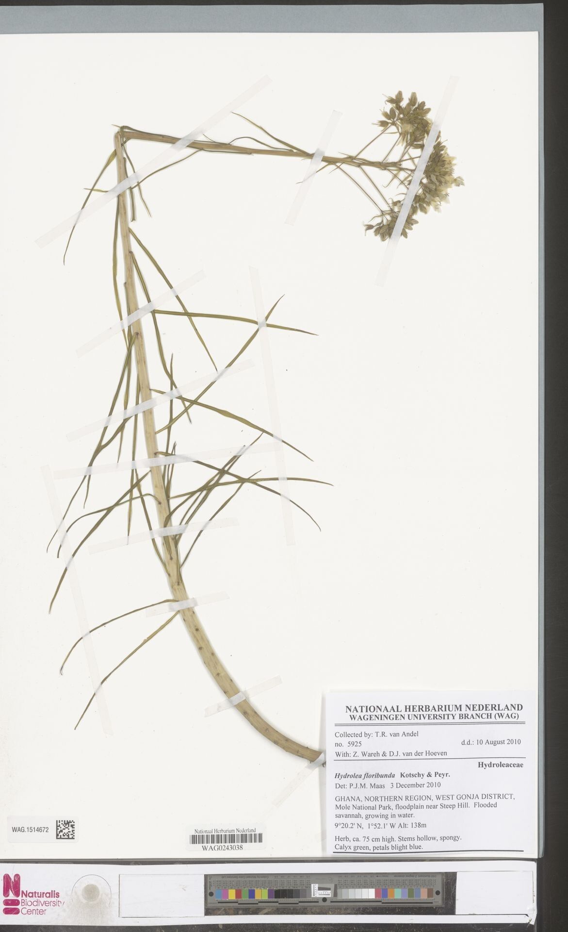 Hydrolea floribunda — related species from the same genus