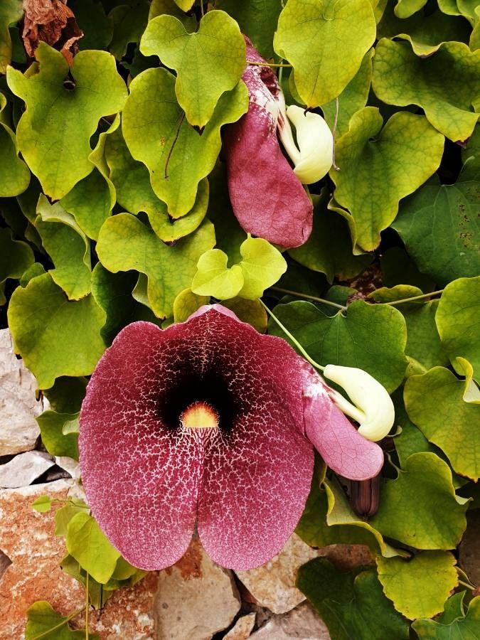 Aristolochia macrophylla flower